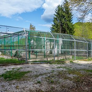 pre-enclosure brown bear