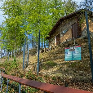 enclosure of fallow deer