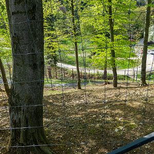 enclosure of fallow deer