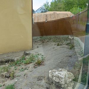 enclosure of meerkat