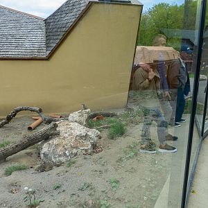 enclosure of meerkat