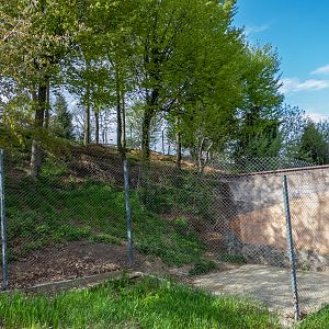 enclosure of red fox