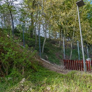 enclosure of red fox