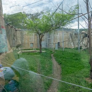 enclosures of jaguar