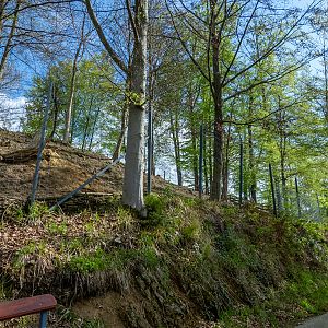 enclosure of red deer