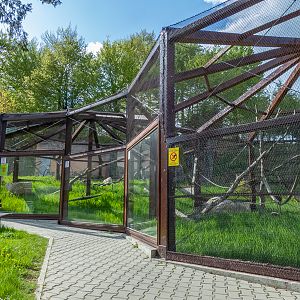 enclosure of ring-tailed lemurs