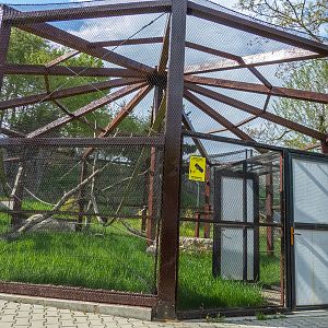 enclosure of ring-tailed lemurs