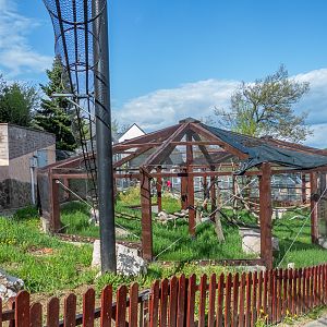 enclosure of ring-tailed lemurs