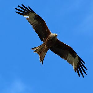 Red Kite (Milvus milvus)