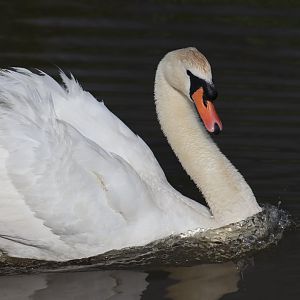 Mute Swan (Cygnus olor)