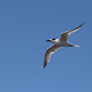 Sandwich Tern (Thalasseus sandvicensis)
