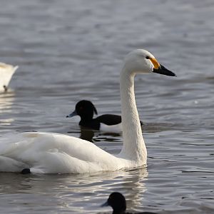 Bewick's Swan (Cygnus columbianus bewickii)