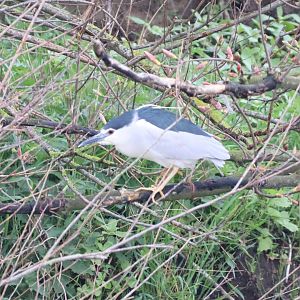 Black-crowned Night Heron (Nycticorax nycticorax)