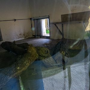 indoor enclosure of snow leopard