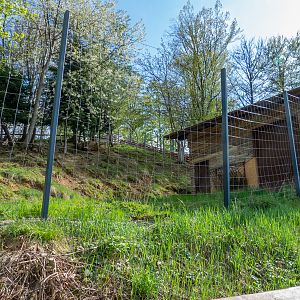 enclosure of roe deer