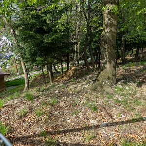 enclosure of roe deer