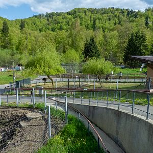 enclosure of ostrich