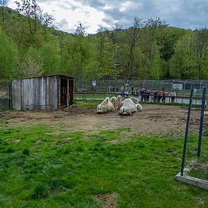 enclosure of bactrian camel