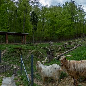 enclosure of goats and donkeys