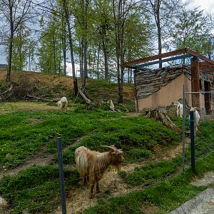 enclosure of goats and donkeys