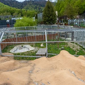 enclosure of big cats