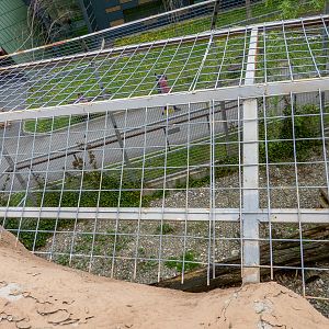 enclosure of big cats