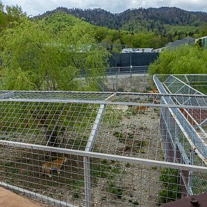 enclosure of big cats