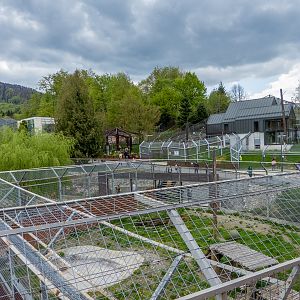 enclosure of big cats