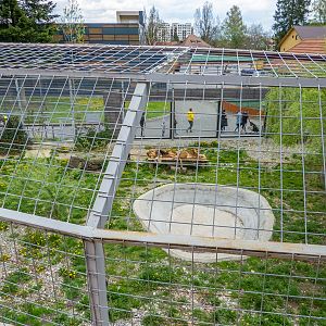 enclosure of big cats