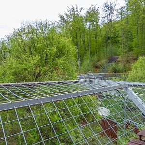 enclosure of big cats