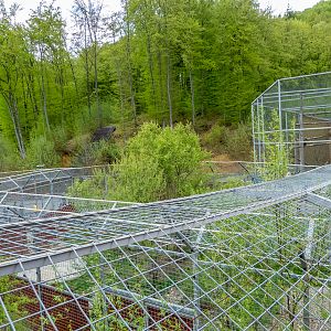 enclosure of big cats