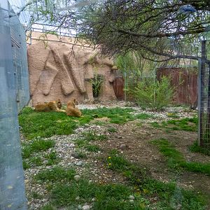 enclosure of big cats