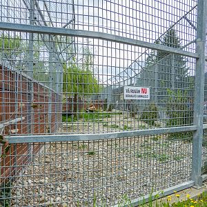 enclosure of big cats