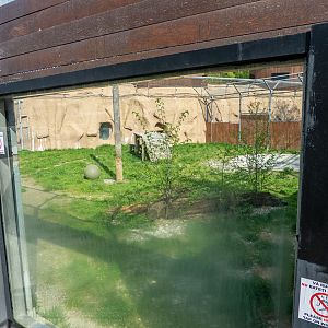 enclosure of big cats