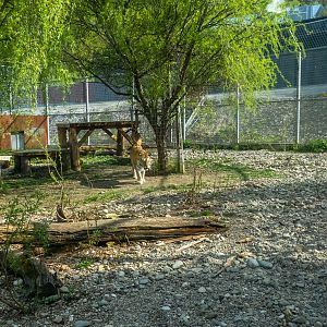 enclosure of big cats