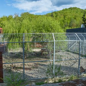 enclosure of big cats