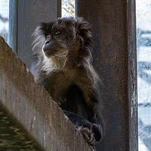 lion-tailed macaque (Macaca silenus)