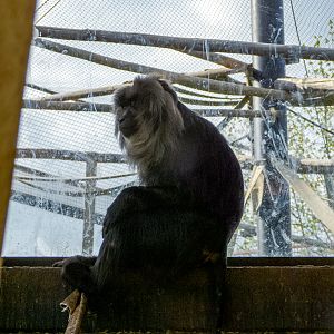 lion-tailed macaque (Macaca silenus)