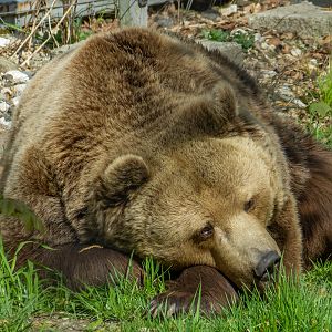 brown bear (Ursus arctos)