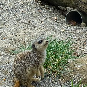 meerkat (Suricata suricatta)