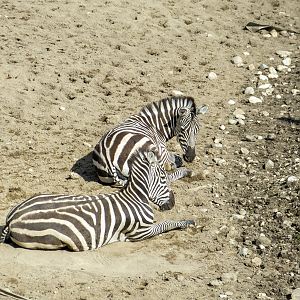 Grant's zebra ( Equus quagga boehmi)