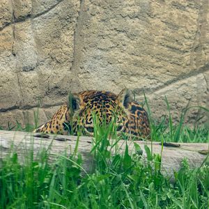 Jaguar (Panthera onca)
