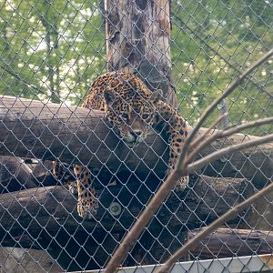 Jaguar (Panthera onca)
