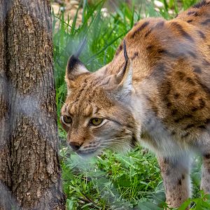 Carpathian lynx (Lynx lynx carpathicus)