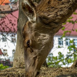 Carpathian red deer (Cervus elaphus)