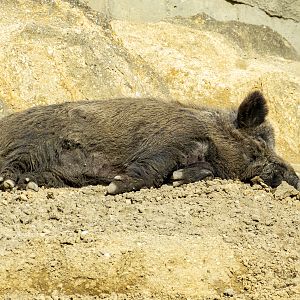 Caucasian wild boar (Sus scrofa)