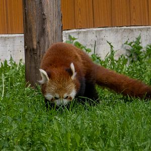 Red panda (Ailurus fulgens )