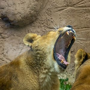 Lion (Panthera leo)