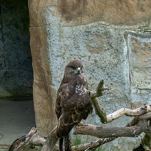 common buzzard (Buteo buteo)