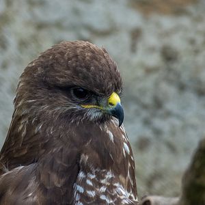 common buzzard (Buteo buteo)